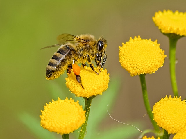 Here Are Some Amazing Bee Facts You Should Know