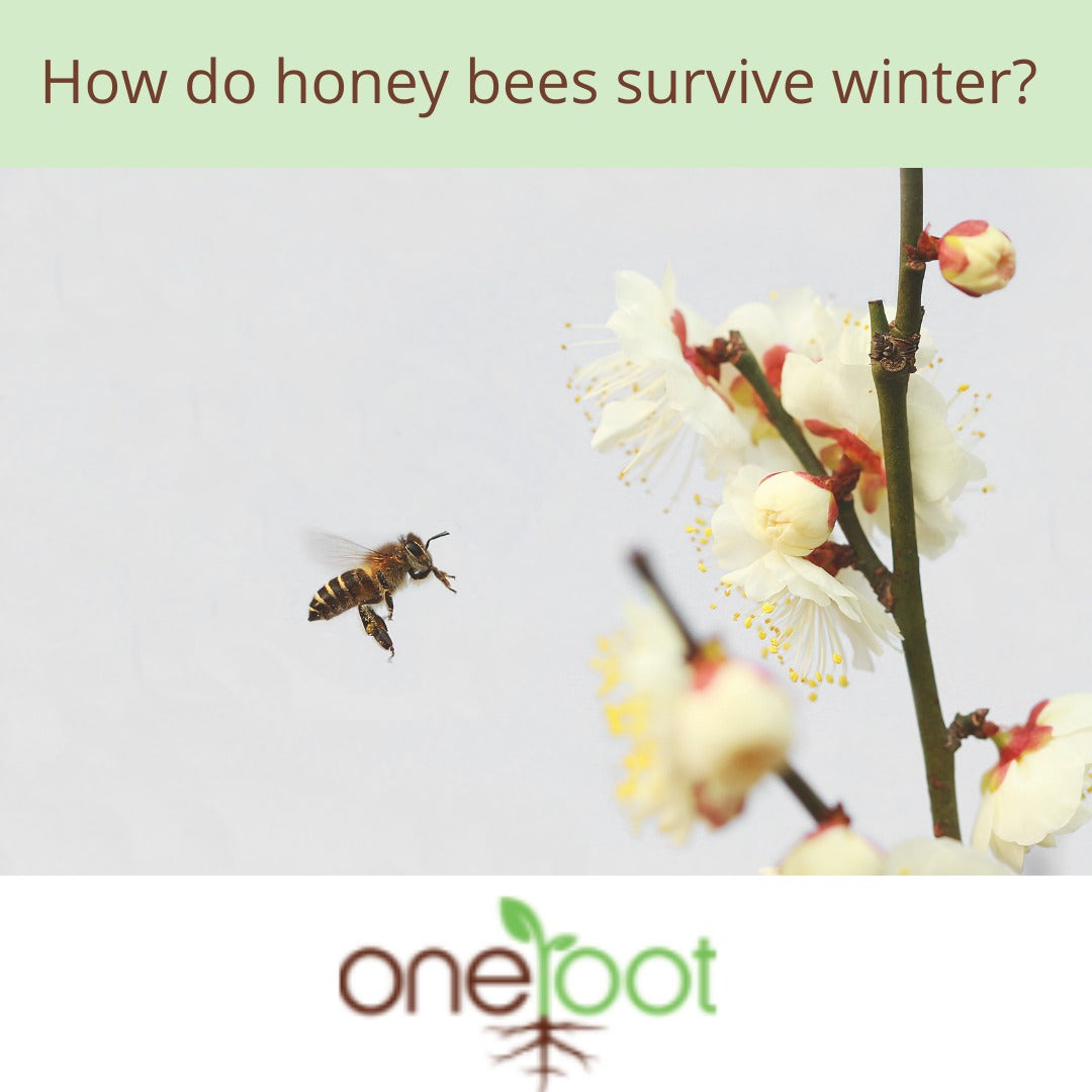 How do honey bees survive winter? They hug!