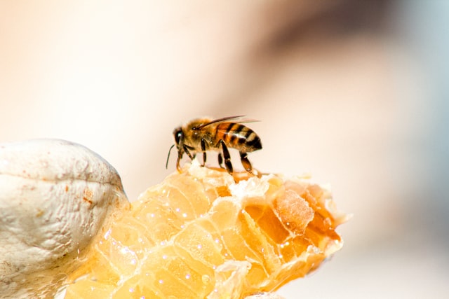 Why is organic honey good for you?